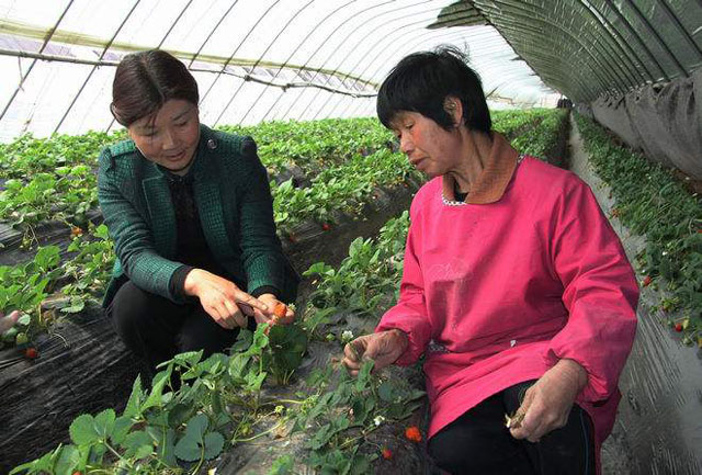 “草莓西施”致富路