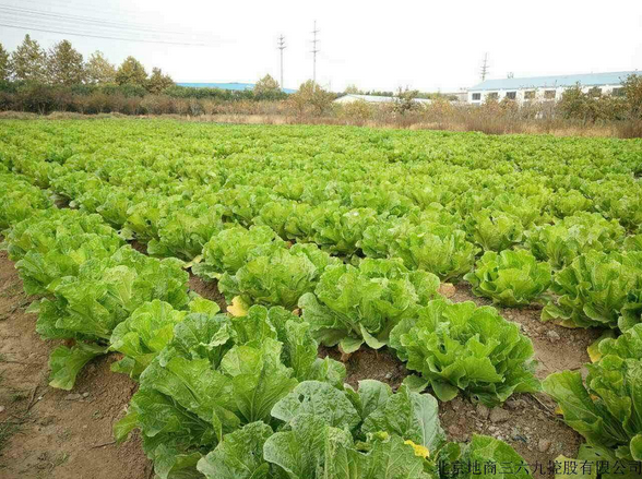 我们的耕地被化肥“喂瘦”了吗