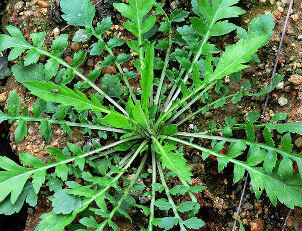 '野菜'致富：小小的荠菜  大大的财富