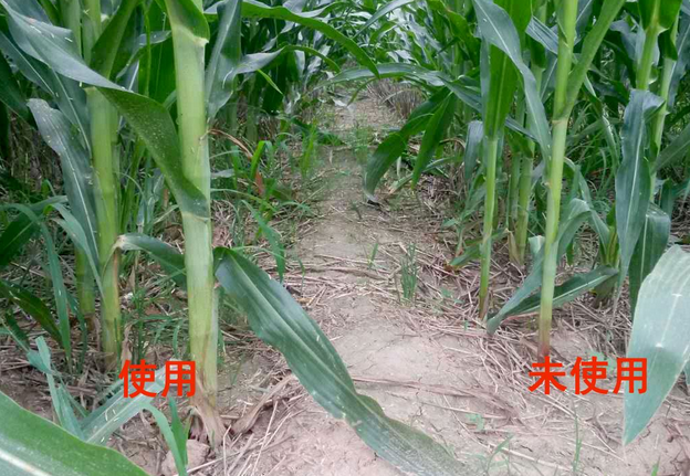 特种肥成为中国出口“黑马”