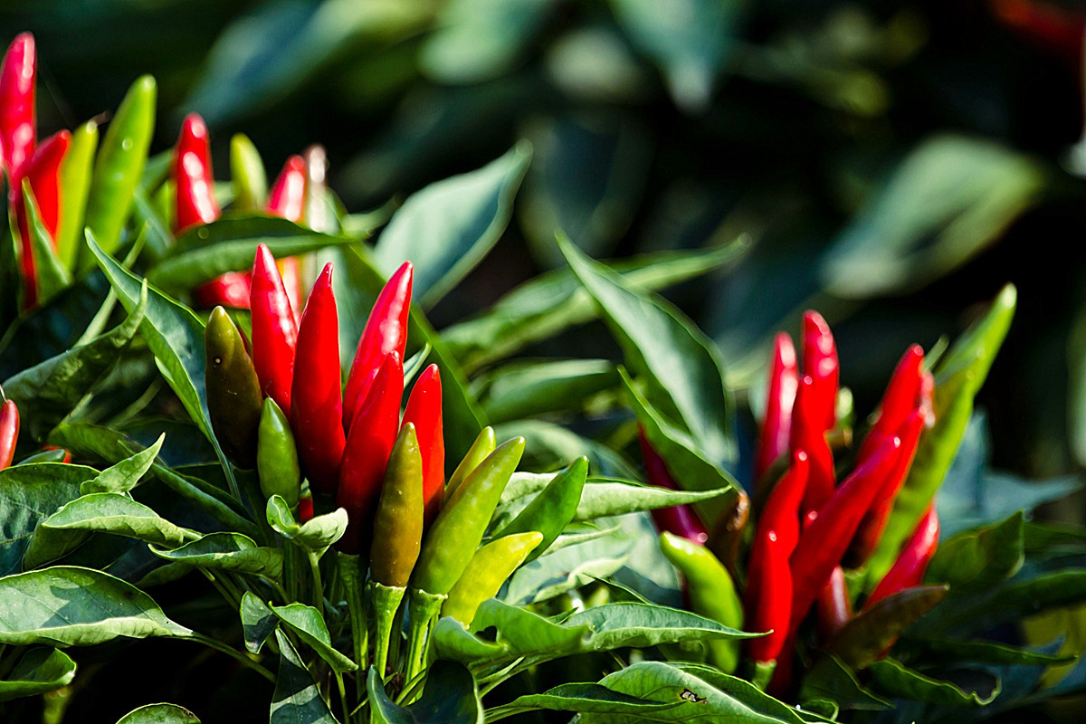 山东菏泽：小辣椒种植成就致富大业