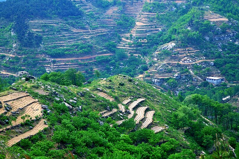 沂南：林产业成功转型升级 风景美"钱景"好