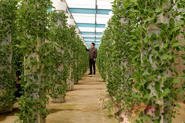在“树”上种有机蔬菜