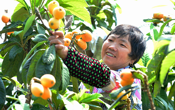 关岭断桥镇：枇杷喜获丰收 带动农户发家致富