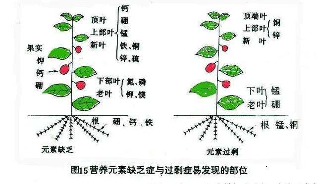 果树各器官之间的相互关系