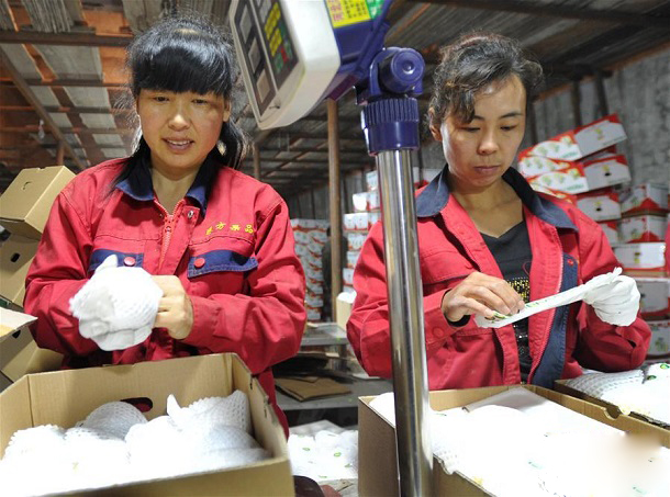 河北泊头:"鸭梨之乡"借"一带一路"拓展海外市场 ...