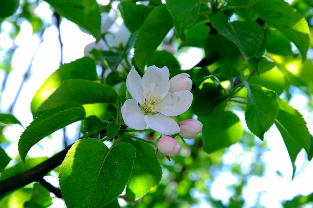 生物学特性——芽、枝和叶的生长特性