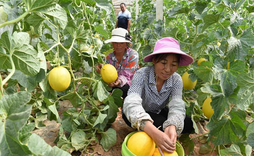 云南寻甸：特色香瓜种出脱贫致富路
