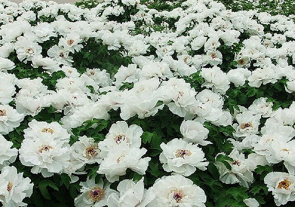 菏泽郓城县：油用牡丹开出条条致富路