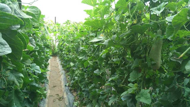 “羊角脆”撑起转型梦