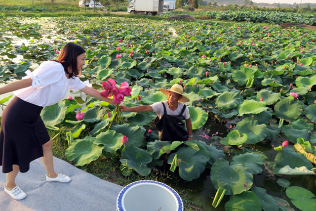 “荷塘月色”助推长兴农民增收致富