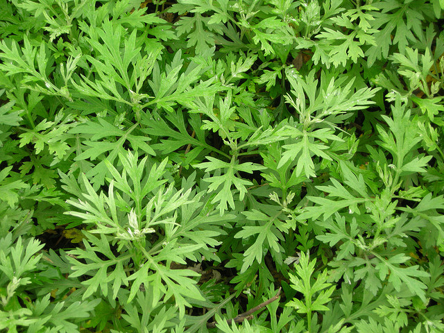 平顶山市小艾草托起致富梦