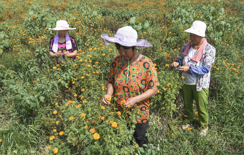 河北故城：特色种植铺就脱贫路