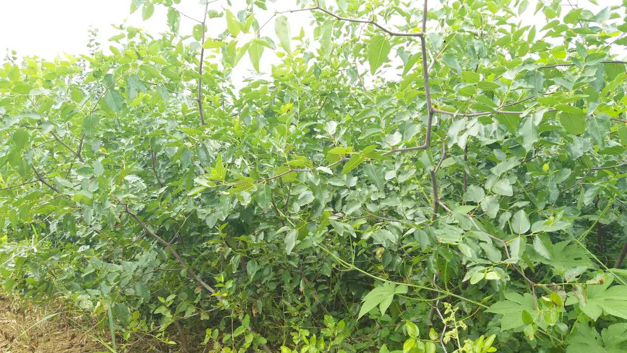 昔日荒瘠山岗栽满“致富树”