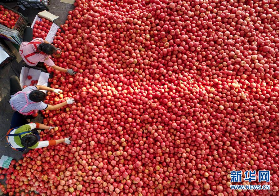 河北滦县：借力协同发展 打造京津“菜篮”