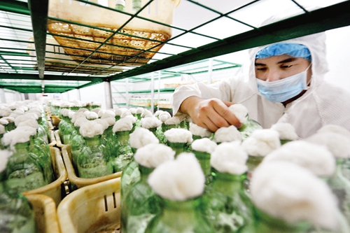 “南菇北移”特色菌菇开辟致富捷径