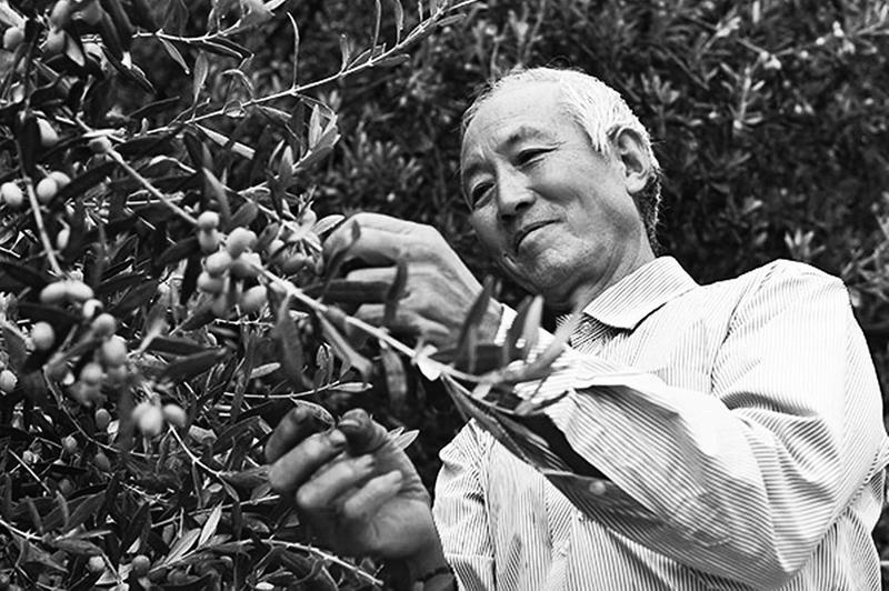 油橄榄变身“脱贫致富果”