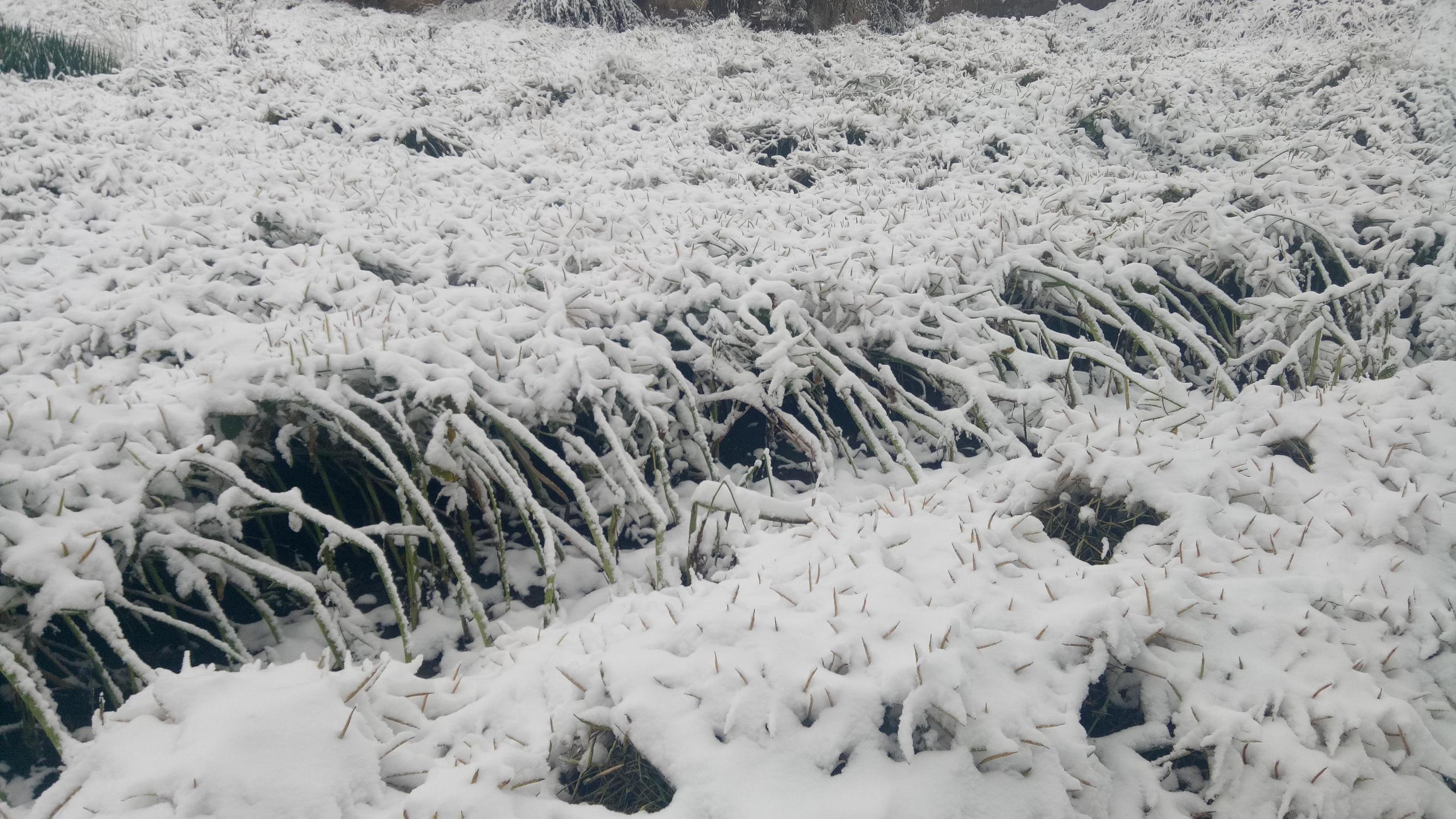 导致一些秋收作物没有来得及完成收割入仓就被大雪覆盖,大雪过后出现