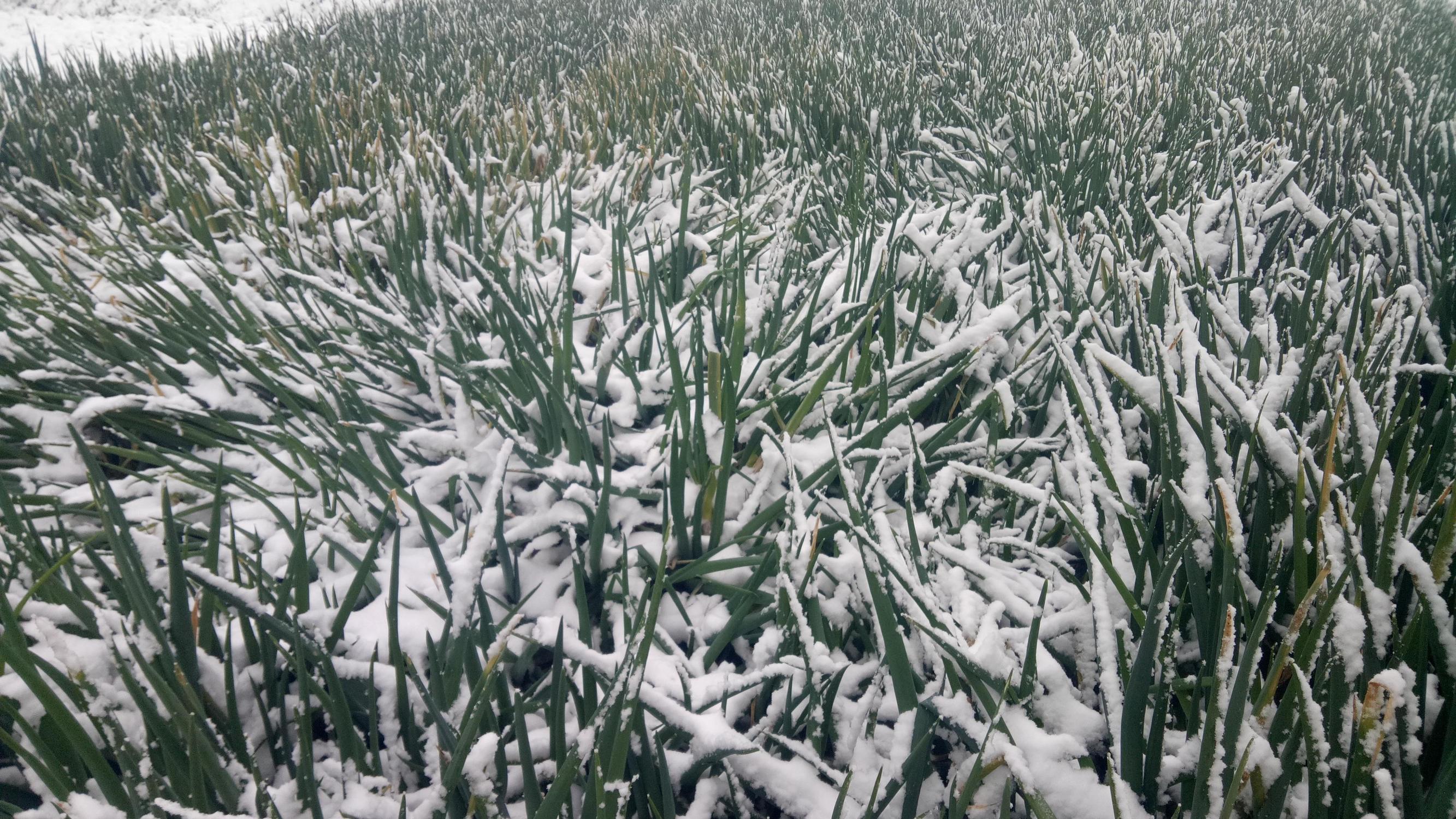 该村种植有300多亩大葱,雪后冰冻会给种植大葱的农户带来无法