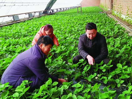 尹付平：“小草莓成了俺家‘致富果’！”