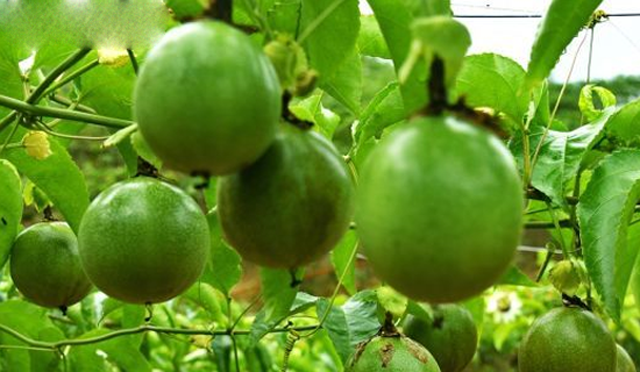 广东茂名：新型水果品种助农民致富