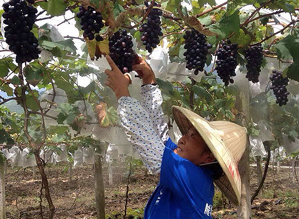 别人葡萄夏季熟  这里葡萄冬季摘
