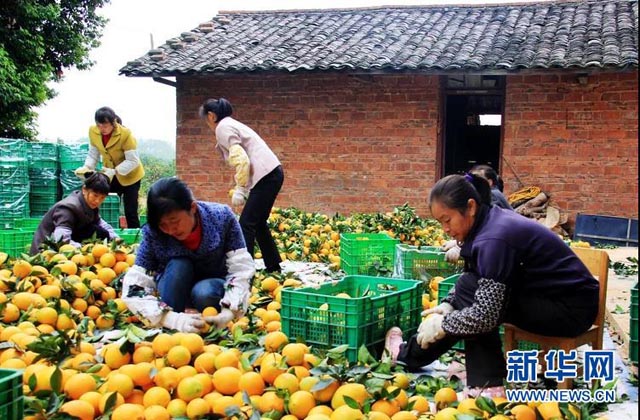 “南橙北果”助赣南陕北老区群众脱贫