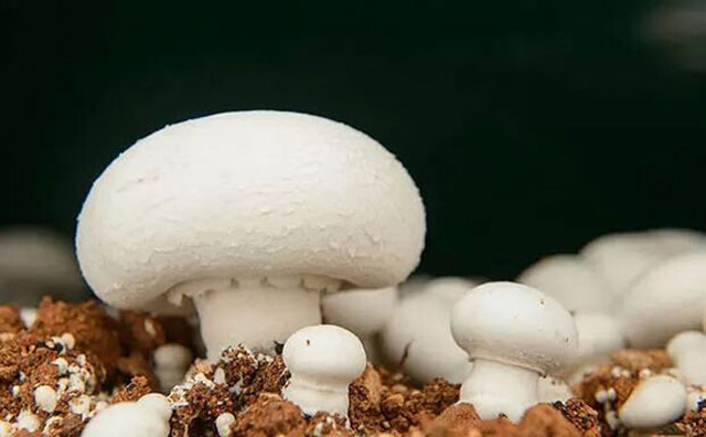 “金蘑菇”长在牛粪上