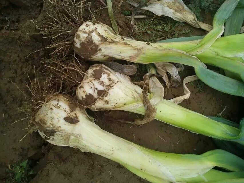 “鸡腿大葱”效益高 葱农咧嘴开心笑！