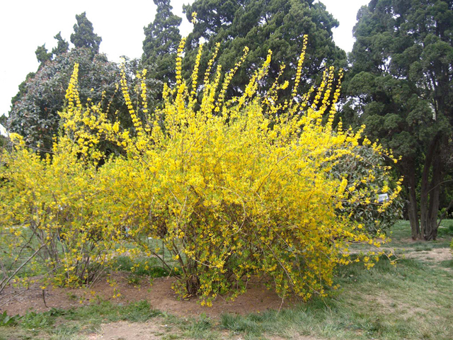 连翘“扶贫花”结满“致富果”