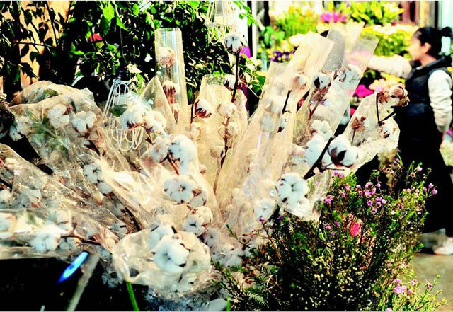花店出奇葩论株卖棉花