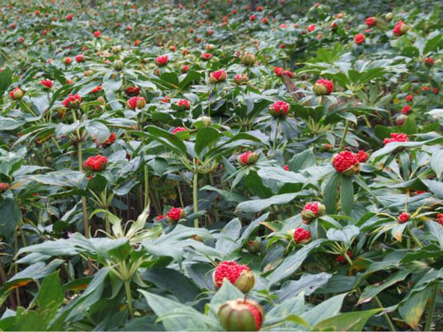 野生药材人工育不尽财富滚滚来