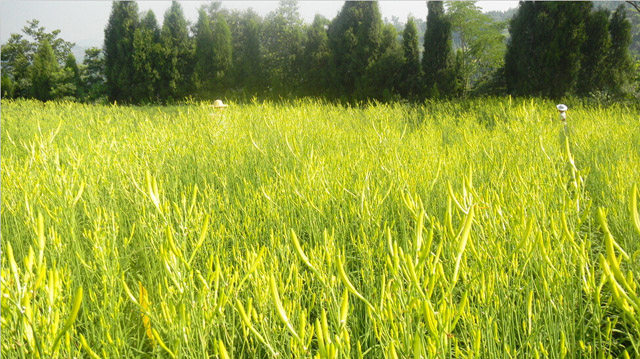 小小黄花菜铺就“致富路”