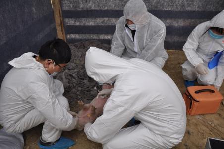 农业农村部发布疫情信息,辽宁省沈阳市沈北新区发生一起非洲猪瘟疫情
