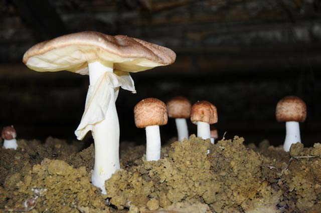 外商蹲点收购 巴西菇成“致富菇”