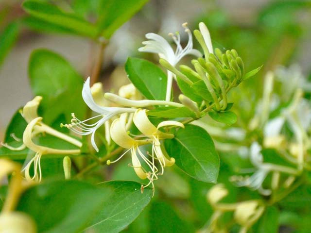 一朵金银花　“转”出大产业