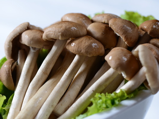 茶树菇成为致富菇