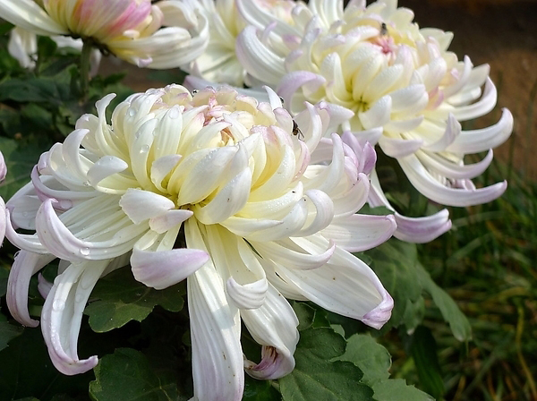 菊花种出致富路
