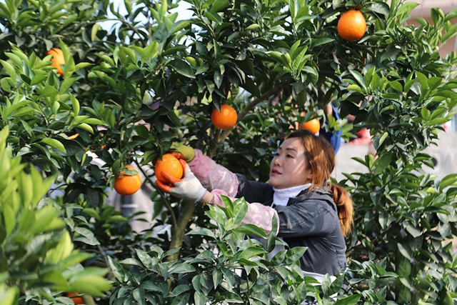 贫困户有了“甜蜜产业”
