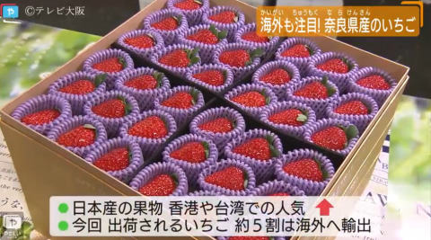 日本又双叒叕拍出天价水果了 这次是人民币900元一颗的草莓