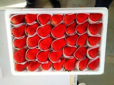 水果销量渐增 行情日渐回复