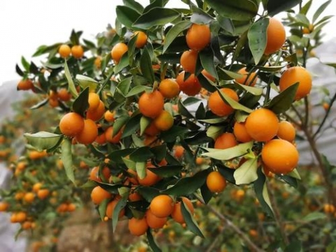 蜜脆金桔有望成为广西柑橘种植的新热点