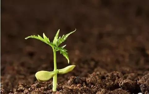 当前我国生物农药市场现状如何？发展前景全面分析