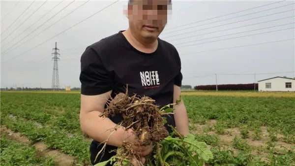 假农药致损500万，近千亩几乎绝产！售假“惯犯”还在逍遥