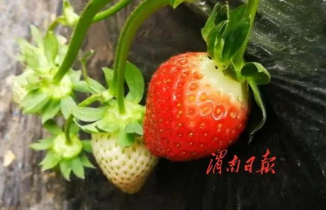 冬季草莓开始陆续上市，部分地区60元每斤！