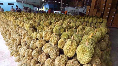 18吨越南榴莲冒充泰国产，险些流入中国市场