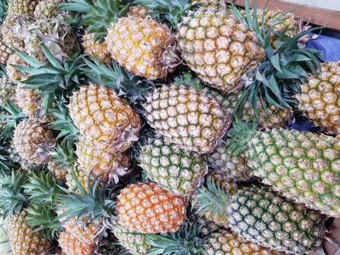 台湾菠萝出口同比大减35%，被大陆拒绝的菠萝都去哪了？