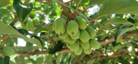 网红多年热度不减，专访国内首家奇异莓种植商