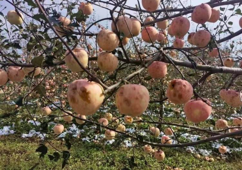 十一当天蓬莱、烟台突降冰雹，苹果受损严重