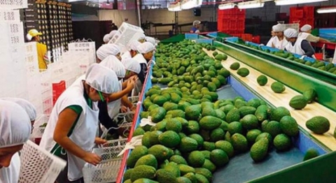 秘鲁蓝莓、牛油果出口大增，中国市场表现突出